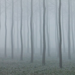 Far-Field, bomen in Mist